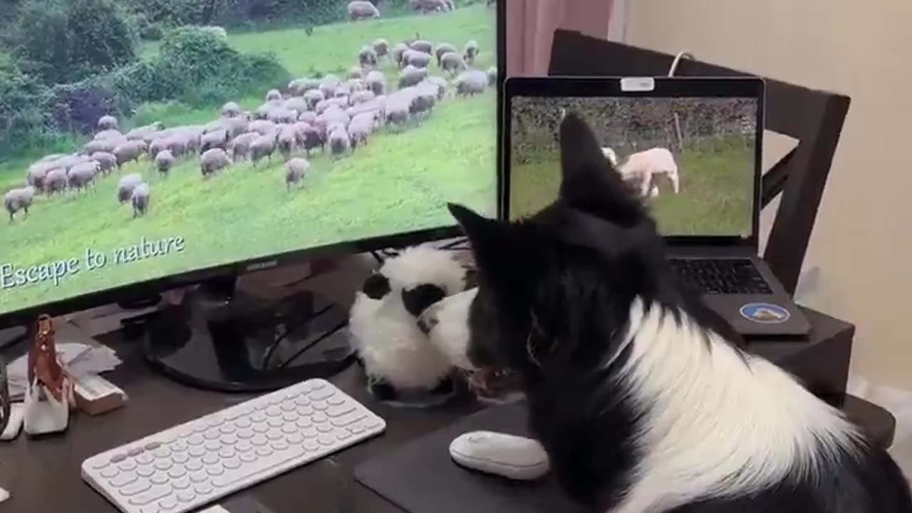 cat memes