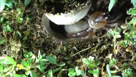 Trapdoor Spider Selects A Huge Slater