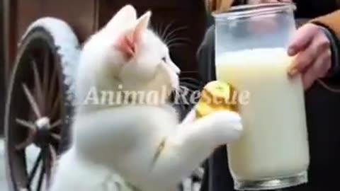 Top Animal Rescue Expert Reveals BEST Techniques for Saving Lives