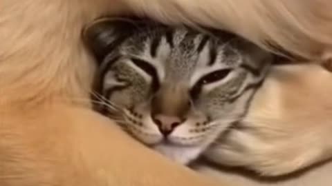 Woman Reacts to Funny Things About Dogs and Cats