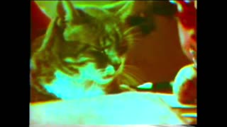 Cat Named Room #8