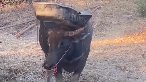 "Buffalo Lifts Pot Like a Boss – You Won’t Believe This! 🐃😲"