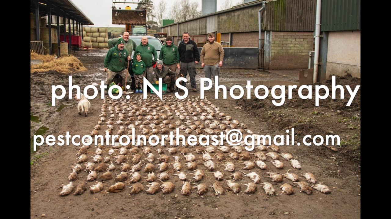 Over 600 rats killed at a local farm