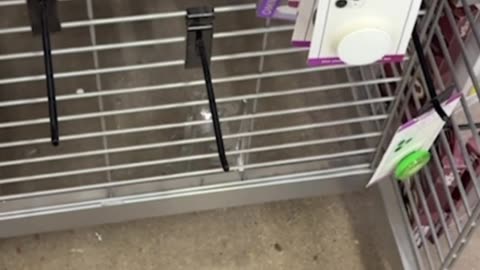 Shopping At Five Below #noahsgameadventures #fivebelow #shopping