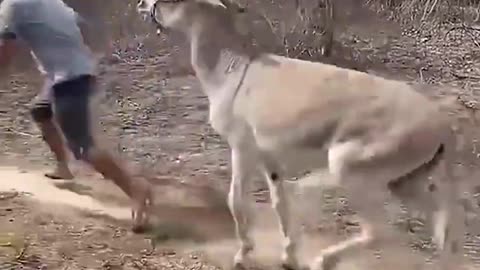 You Won’t Believe What This Donkey Did Next