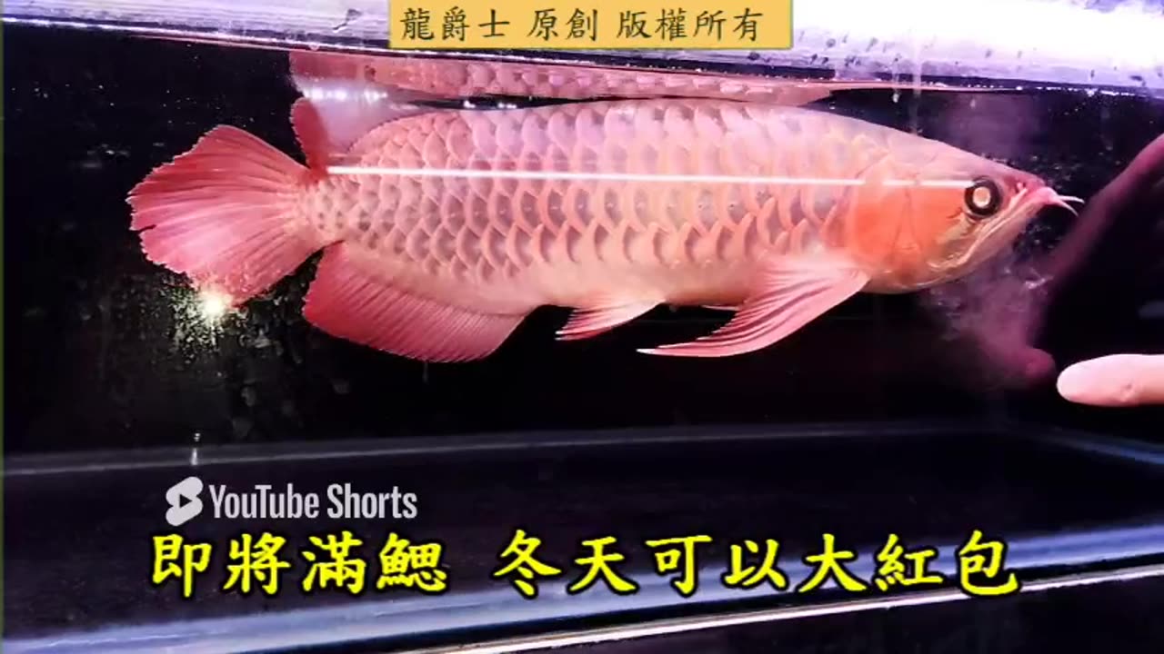 【龍爵士】即將滿鰓 冬天可以大紅包