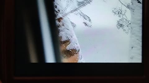 Shia, video recorded 11:40 AM Jan 18, '26 by Alyssa