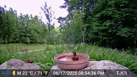 Cardinals, Robin, and Deer