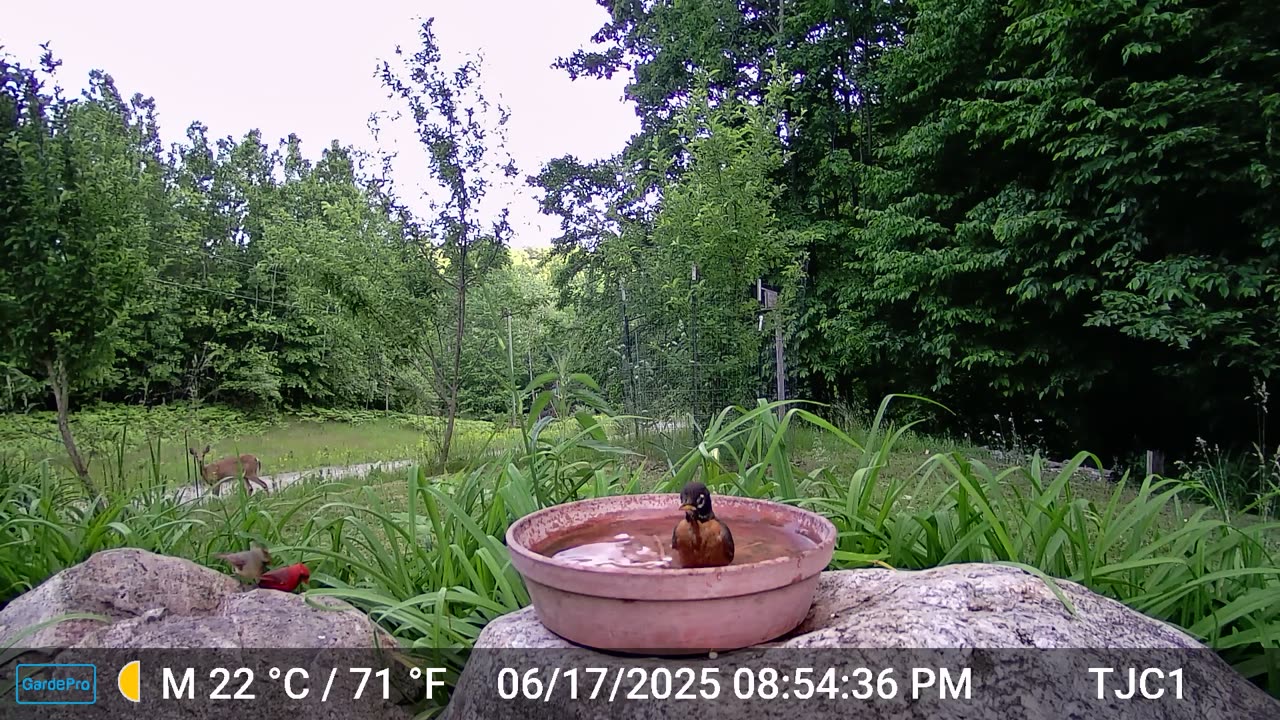 Cardinals, Robin, and Deer