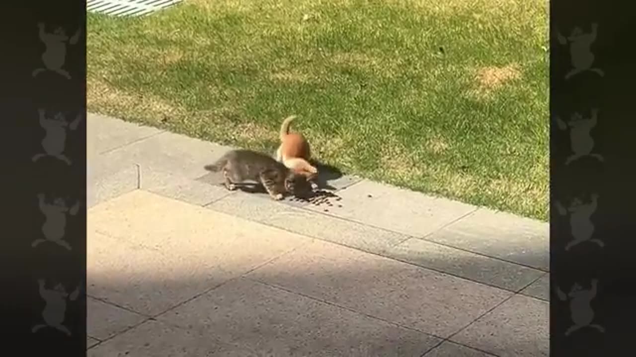 TRY NOT TO LAUGH 😆 Best Funny Videos Compilation 😂😁😆 Memes.