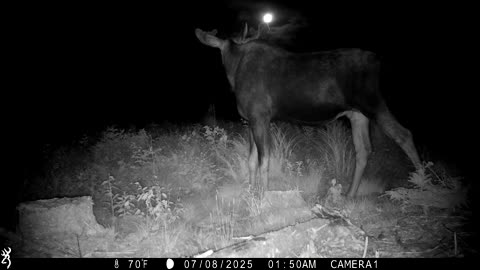 Moose Stops to Gaze at the Moon