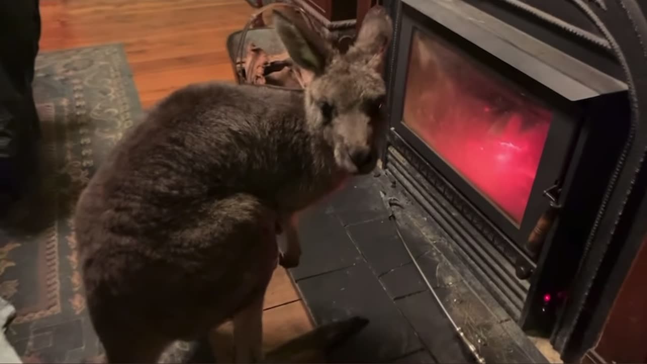 Beautiful Kangaroos in Australia