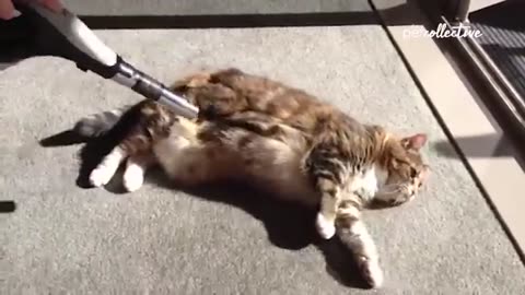Most Viral Cats of the Internet | FUNNIEST videos 😂