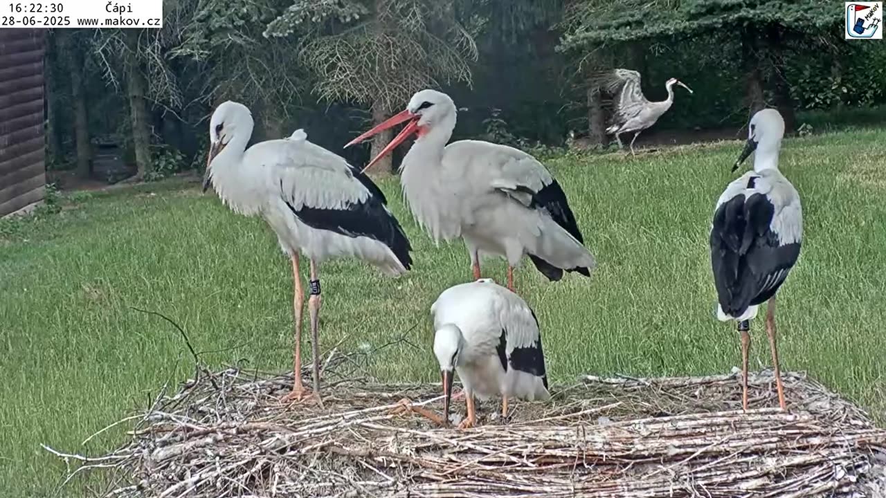 Young storks prepare for their first flights; Jonas dances 😂😁👏