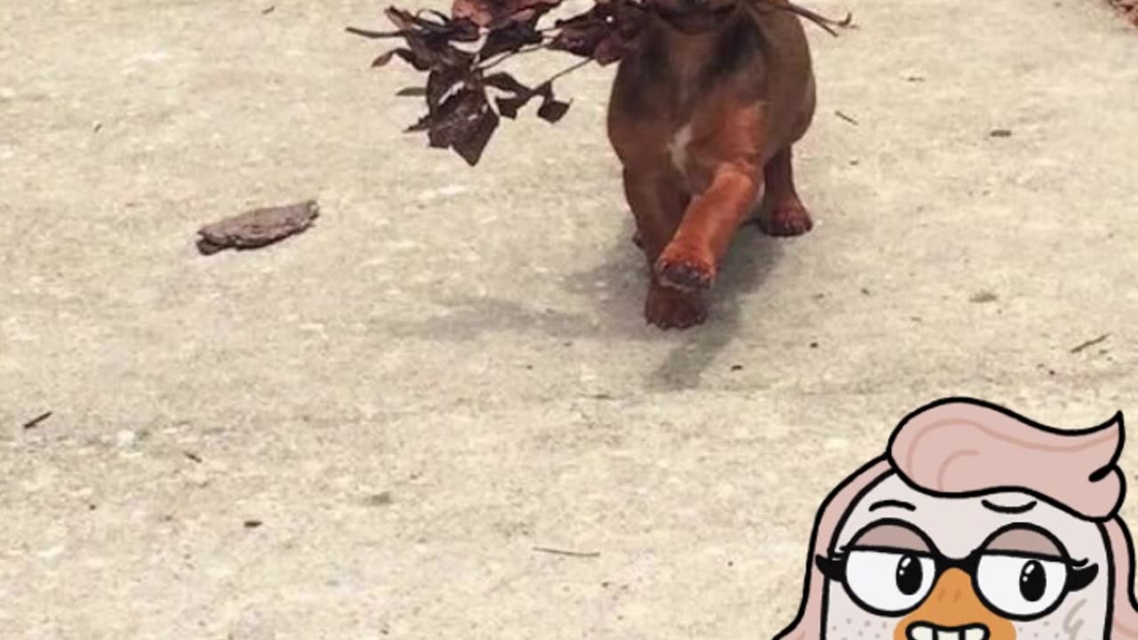 🎥-5-IDEIAS-DE-VÍDEOS-PARA-VIRALIZAR-NO-RUMBLE.mp4