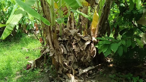 Cacao plantation Mae-On: 2025-05-10 11
