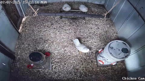 Millar Time Chicken Cam