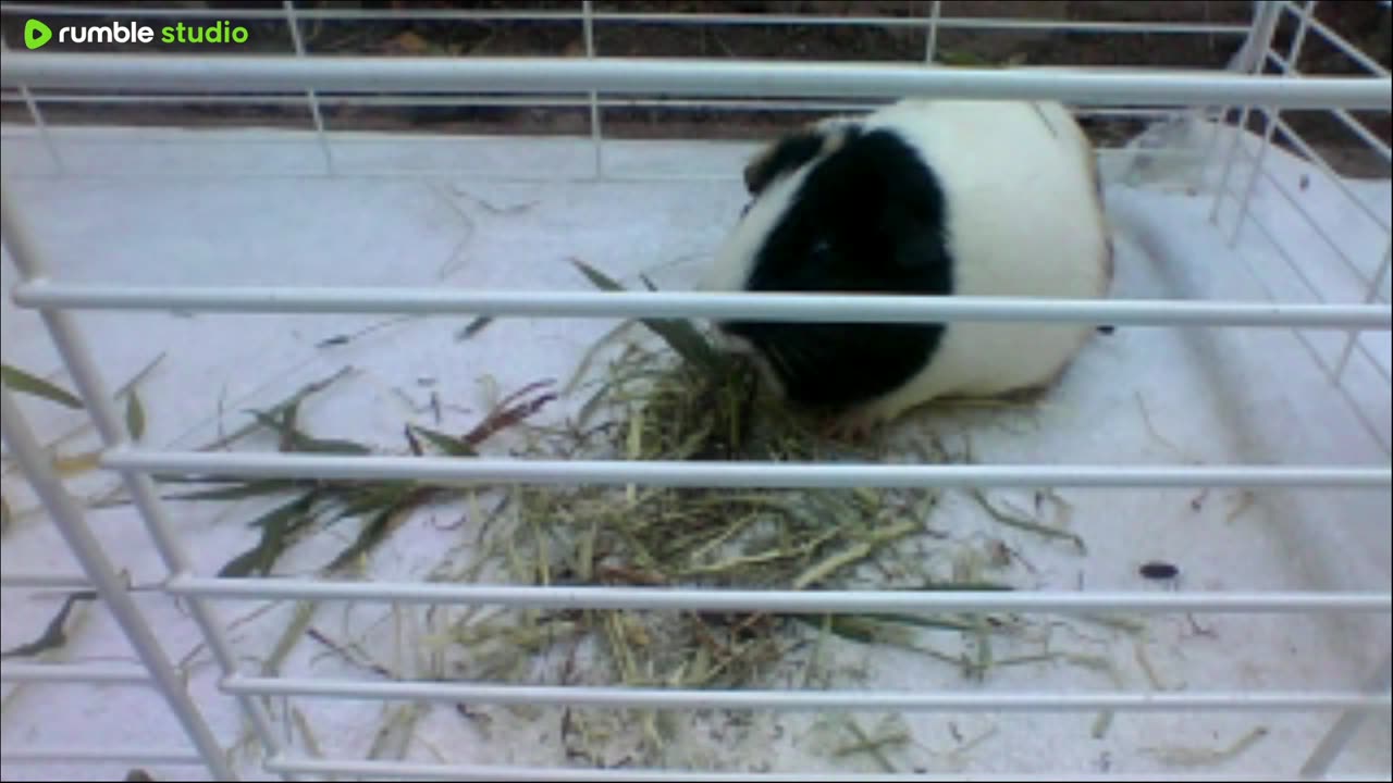 guinea pigs Labor Day weekend 4