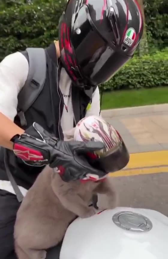 "Take Me With You! 🚙🐕"