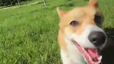 🐾🤣 Bobik's Hilarious Antics! | FunFM
