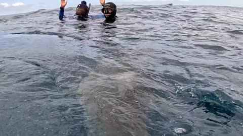 Floating Divers Surrounded by Sharks