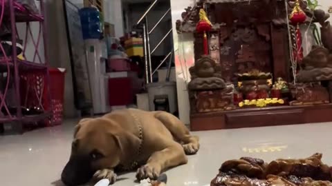 Cute dog's comedy Videos 🤣 so cute videos 😍 funny videos 🤣