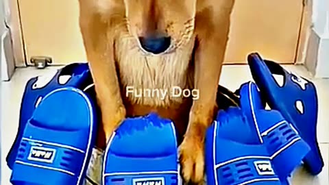 😂😆 "This Dog Just Invented Comedy!" 😂😆