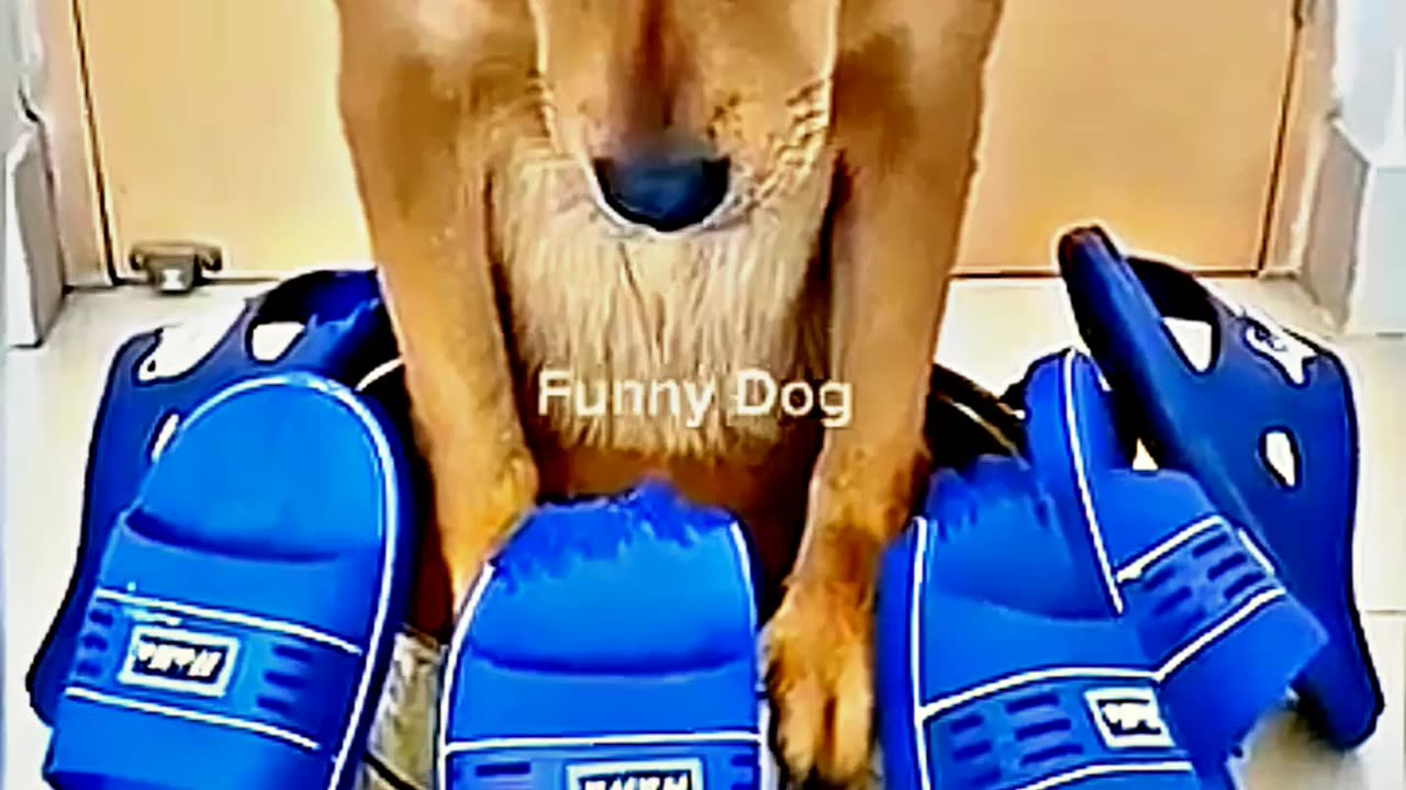 😂😆 "This Dog Just Invented Comedy!" 😂😆