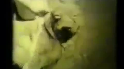Dogo vs puma