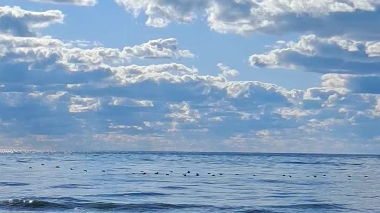 Thousands of Double-crested Cormorants and friends
