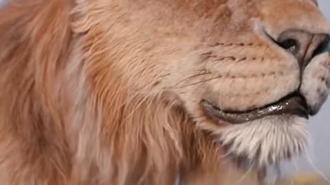Mufasa 😍❤️ (Part - 20).....#reels #viralreels #reel #mufasa #animation #lastest #romantic #viralreel