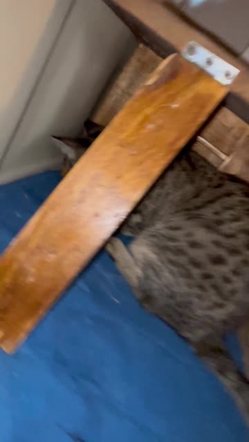 Cat Flings Mouse at Owner