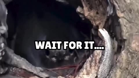 Tree’s showing off… should I? 🤭