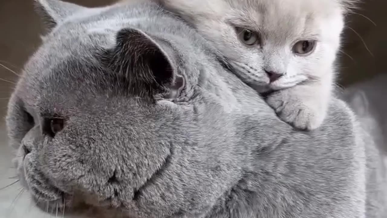 MOM AND BABY CAT TOGETHER