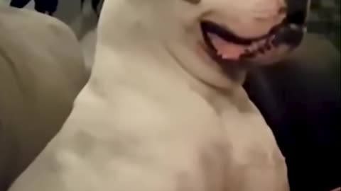 Animal Funny