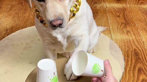 狗子：是不是你作弊了！还我肉干Dog: Did you cheat! Give me the jerky back