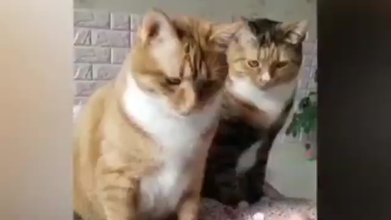 Funny animal videos 🤣