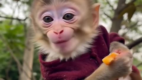 Watch This Adorable Baby Monkey Enjoy Its Meal! 🍽️🐒