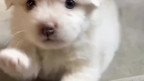 Tiny Puppy Angels Compilation – Ingeri pufosi și adorabili care îți topesc inima! 🐶😇💖