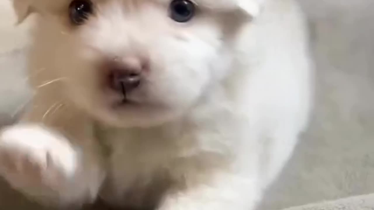 Tiny Puppy Angels Compilation – Ingeri pufosi și adorabili care îți topesc inima! 🐶😇💖