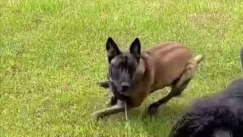 Standard poodle wins race to catch squirrel over 2 Belgian Malinois!!!🐩🐕🐕❤️