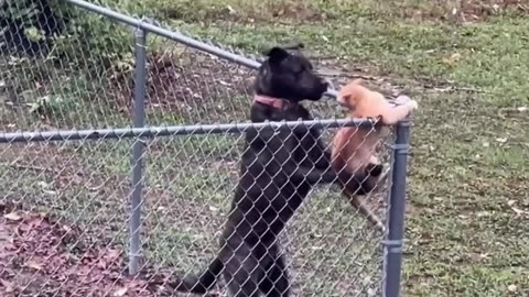 This Dog Just Can't Leave the Cat Alone 😂