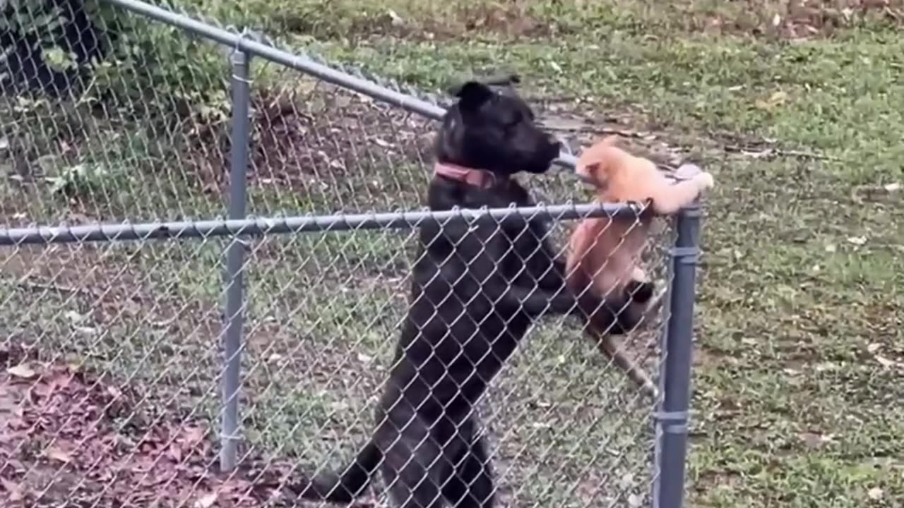 This Dog Just Can't Leave the Cat Alone 😂