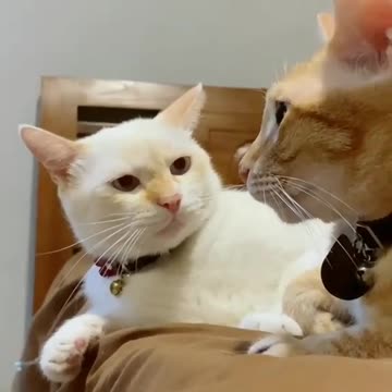 Cute Cat Moments🐾🐈