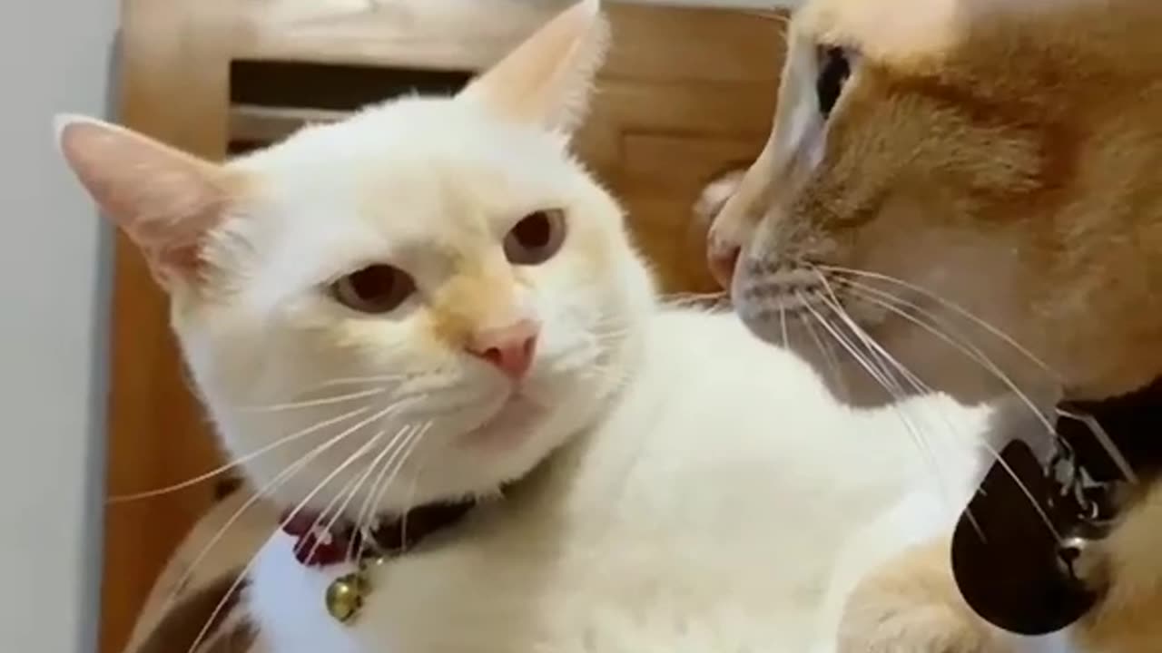 Cute Cat Moments🐾🐈