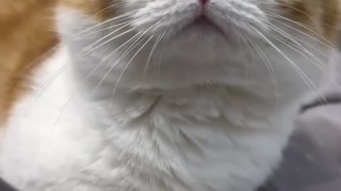 My Cutie Cat 🐱 Yelling When Disturbed 😂