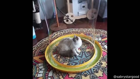 The Best Of The Internet Videos