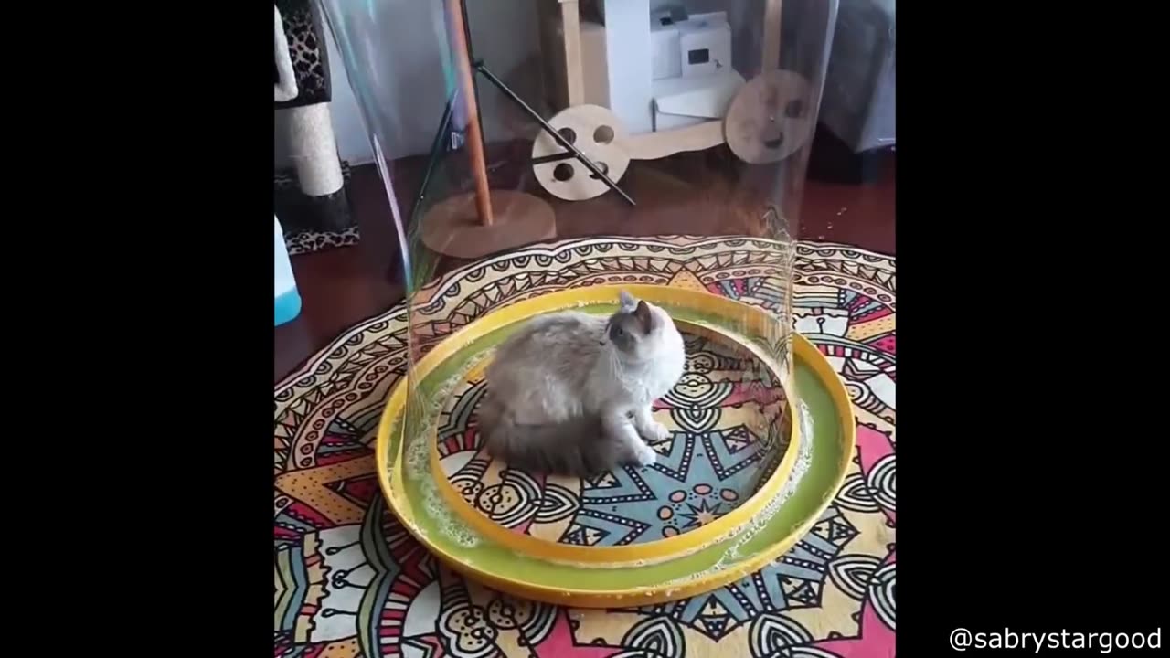 The Best Of The Internet Videos