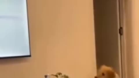 Funny videos of dogs 🤣🐕