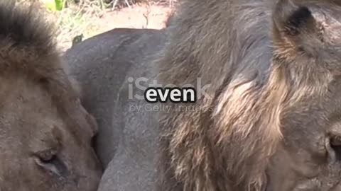 Mapogo Lion Coalition 🦁 | The Deadliest Lions Ever Recorded